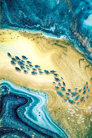 装饰画 晶瓷画 鱼群