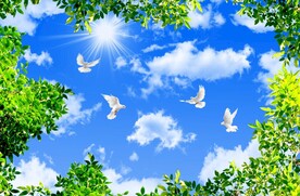 蓝天白云鸽子绿叶