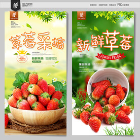草莓采摘