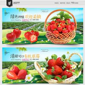  草莓采摘