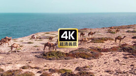 航拍海边觅食的骆驼