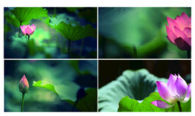 旗袍秀舞台背景视频