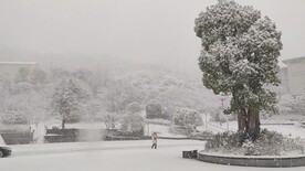 大雪 树与行人