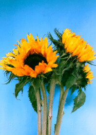 50X70厘数字油画装饰画素材