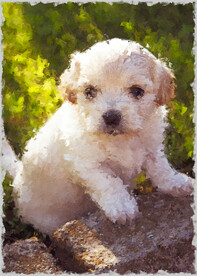 50X70厘数字油画装饰画素材