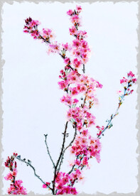 50X70厘数字油画装饰画素材