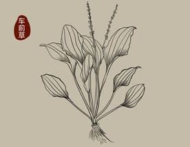  车前草中草药植物