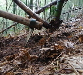 一次失败的挖冬笋