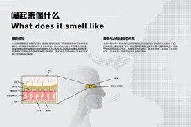 嗅觉感知嗅球嗅神经科技馆图文版