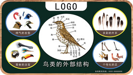 鸟类外部结构解说