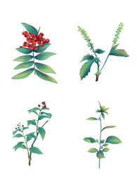 中药素材插画PSD分层