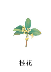 中药桂花插画PSD分层