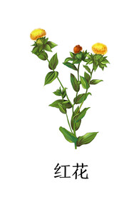 中药木花插画PSD分层