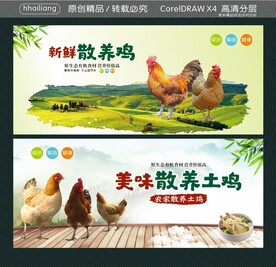 美味散养鸡  新鲜散养鸡