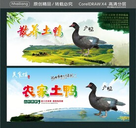 散养土鸭  农家土鸭