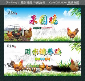 用米糠养鸡 果园鸡 