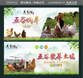 五谷饲养 五谷散养土鸡