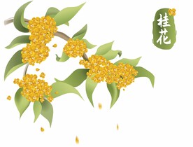 桂花矢量素材