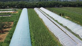 航拍农村大棚农田