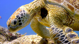 丰富多彩的海洋生物 
