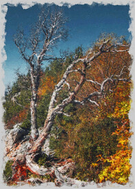 50X70数字油画装饰画枯树