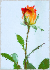 50X70厘米版画素材月季花