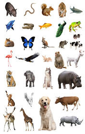 动物免抠图素材