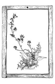 手绘插花艺术矢量线稿