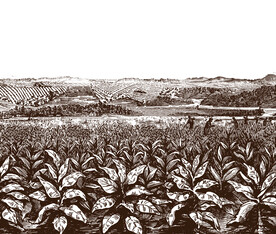 烟叶种植插画图