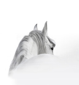 装饰画 白马