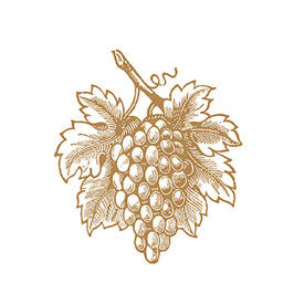 葡萄 素描 绘画