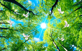 蓝天白云树林软膜天花