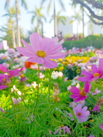 小皱菊摄影图jpg