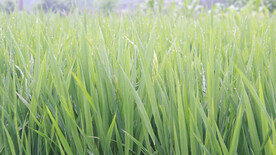 雨后稻香清新沁人心脾