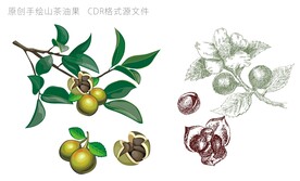 山茶油果 原创手绘 CDR格式