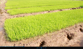 稻田秧苗洋溢着希望—希望的田野