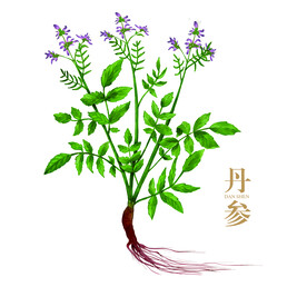 丹参手绘