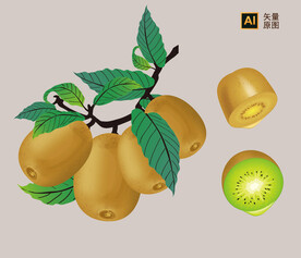 猕猴桃插画