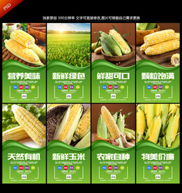 玉米海报