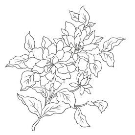 黑白花卉线稿