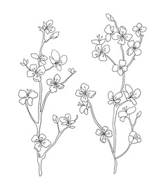 黑白线稿花卉设计