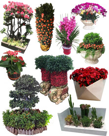 春节用花 盆景 多肉植物