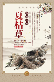 夏枯草中药海报