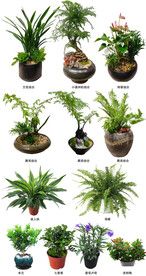 兰花 小澳洲松  粉掌 蕨类 