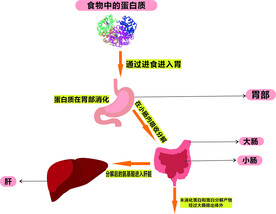 蛋白质代谢过程简图