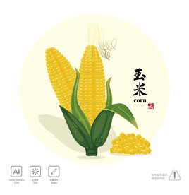 玉米插画