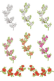 凌霄花矢量AI插画