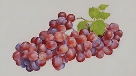 手绘提子葡萄
