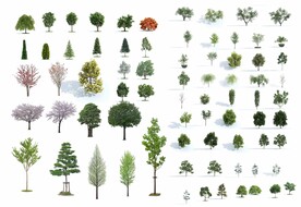 精品树合集