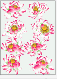 工笔画精品莲花